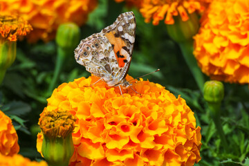 Beautiful Plain butterfly Painted lady (Vanessa cardui)  collecting pollen on orange flower, copy...