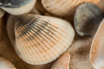 multicolored river seashells lie chaotically on the sand next to the sea. Macro photography. Close-up background concept, copy space