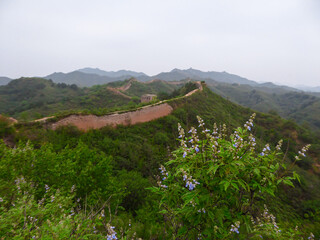 A bunch of wild flowers growing along an unrenewed Gubeikou part of Great Wall of China. The wall...