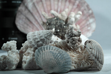 Muscheln