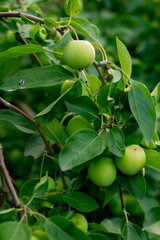 Green apples on the branch of an apple tree in the summer garden