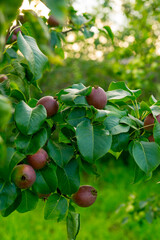 Red pears on a branch in the summer garden
