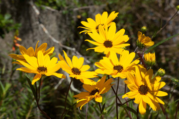 Yellow flowers in the sunshine