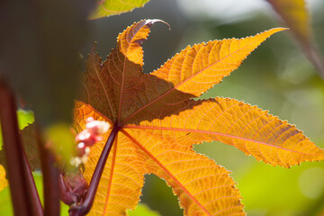 Trees in the fall of the year