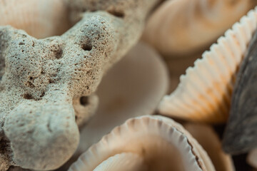 multicolored river seashells lie chaotically on the sand next to the sea. Macro photography. Close-up background concept, copy space