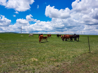 Fototapeta na wymiar Heard of horses grazing under wind turbines build on a vast pasture in Xilinhot, Inner Mongolia. Natural resources energy. Clean energy. Endless grassland. Blue sky with white, thick clouds. Serenity
