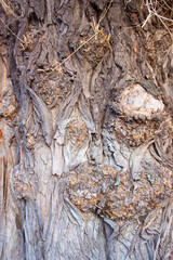 Grunge Texture of grey tree trunk bark. Loft grange old ancient concept. Dark natural native texture background. Volumetric embossed relief texture.