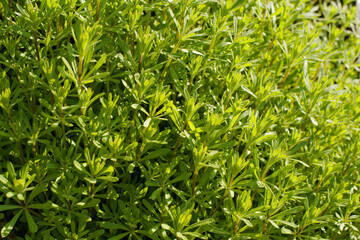 Obraz premium Abstract bright green vegetative background with wild grass, weed, close up, soft selective focus