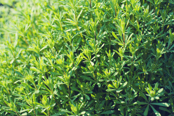 Obraz premium Abstract bright green vegetative background with wild grass, weed, close up, soft selective focus