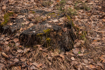 Black tree stump on the background of fallen leaves