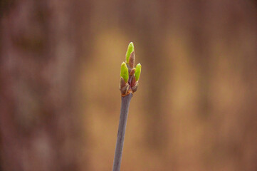 first spring gentle leaves, buds and branches macro background