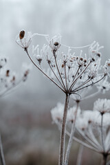 snow covered branches