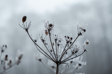 frost on branches