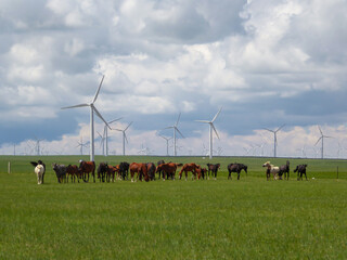 Heard of horses grazing under wind turbines build on a vast pasture in Xilinhot, Inner Mongolia....