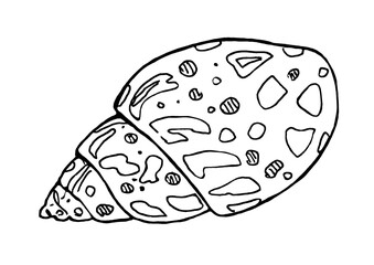 Monochrome black and white Sea Shell  silhouette. Hand Drawn. Line art sketch isolated on White Background