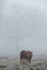 Pony in the mist
