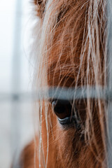 close up of a horse