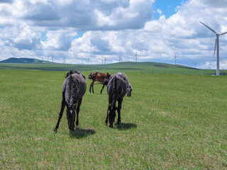 Heard of horses grazing under wind turbines build on a vast pasture in Xilinhot, Inner Mongolia....