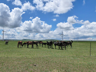 Fototapeta na wymiar Heard of horses grazing under wind turbines build on a vast pasture in Xilinhot, Inner Mongolia. Natural resources energy. Endless grassland. Blue sky with white, thick clouds. Natural habitat