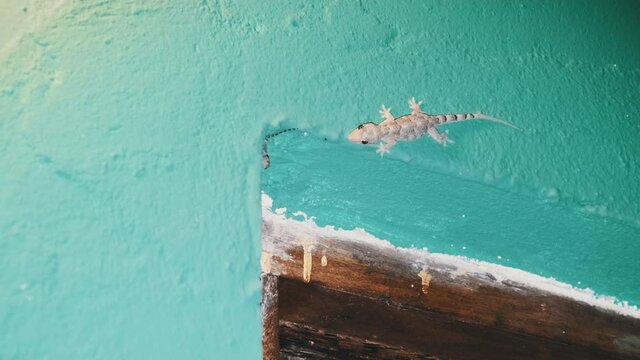 A gecko crawls on a wall in a tropical bungalow at night, Africa, Zanzibar, Tanzania. House lizard or little gecko on a white wall. Night hunting for insects.