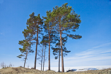 Fototapeta na wymiar Vigorous pine trees aspire to the blue sky against the background of the snow-capped Baikal