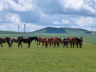 Obraz premium Heard of horses grazing under wind turbines build on a vast pasture in Xilinhot, Inner Mongolia. Natural resources energy. Endless grassland. Blue sky with white, thick clouds. Natural habitat