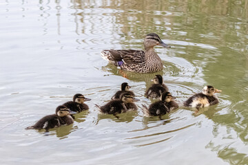 duck and her ducklings swimming in a pond