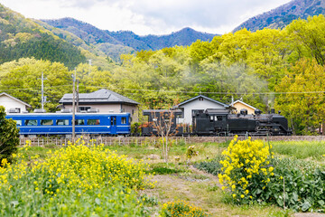 満開の菜の花の横を走る蒸気機関車