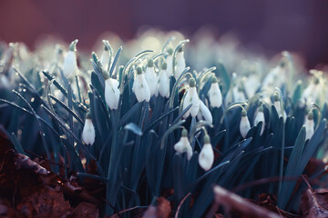 white wild snowdrops in spring forest, beautiful wildflowers in March