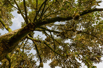 Durian - Durian tree - durian on tree - thai fruit
