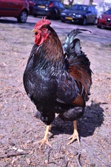 Big Rooster in parking lot