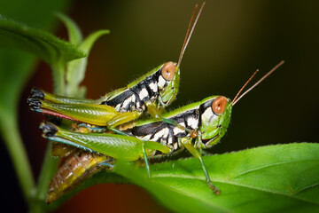 mating grasshopper