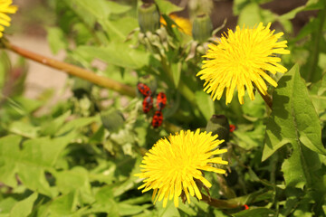 Macro Photo of a dandelion flowers. Dandelion plant with a fluffy yellow bud. Yellow dandelion flower wild-growing. 