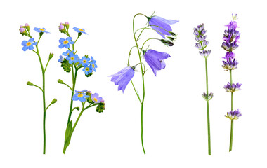 set of wild flowers isolated on white background