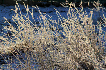 Snow-covered dry grass in a winter field