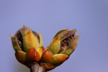 The awakening of nature in the swelling of the lilac flower buds