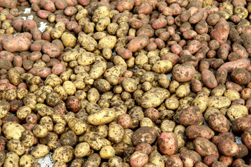 Crop of fresh potatoes close-up. Background and texture of vegetable white and pink new potatoes. The concept of agriculture.Natural and healthy ecological food for humans.