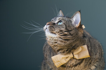 Beautiful kitten with a bow on the neck.