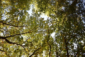 frog perspective
