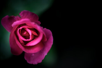 pink rose on black