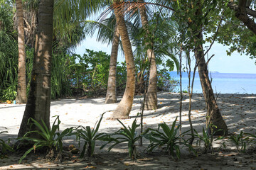 palm trees on a tropical island