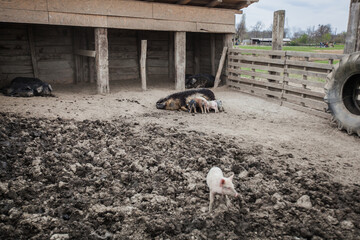 Little Piglets suckling at sow ecofarm, pig feeds piglets at barn