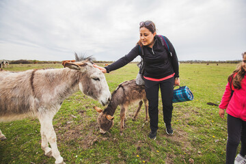 Donkeys grazing on pasture at nature reserve, family relax in nature with domestic animal
