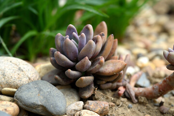 sedum