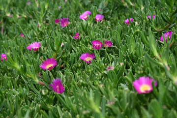 Fototapeta premium carpobrotus