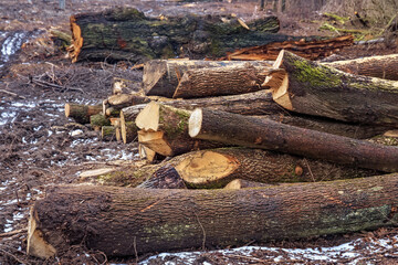 Timber trunks on the ground in the early spring.