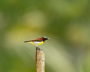 Purple-rumped sunbird resting on a tree post