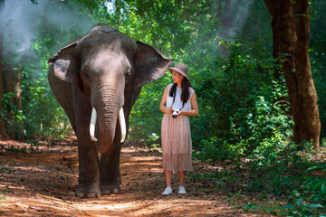 Fototapeta premium Tourists walk to explore the forest together with elephants. Tourism asian women holding camera in elephant village Surin, Thailand.