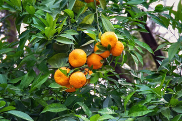 Green tree with the tangerines in the garden.