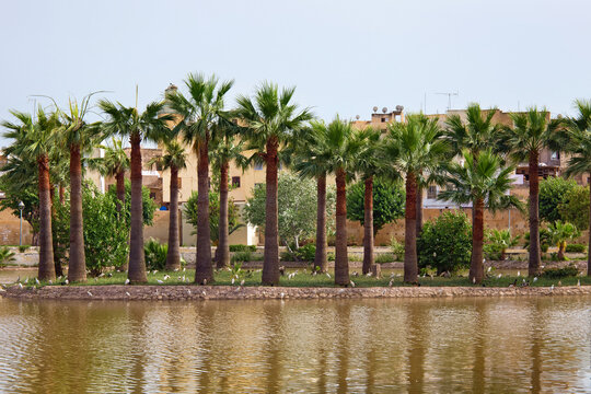 Row of the large palm trees near water in the famous Jnan Sbil Gardens in Fez. Morocco.